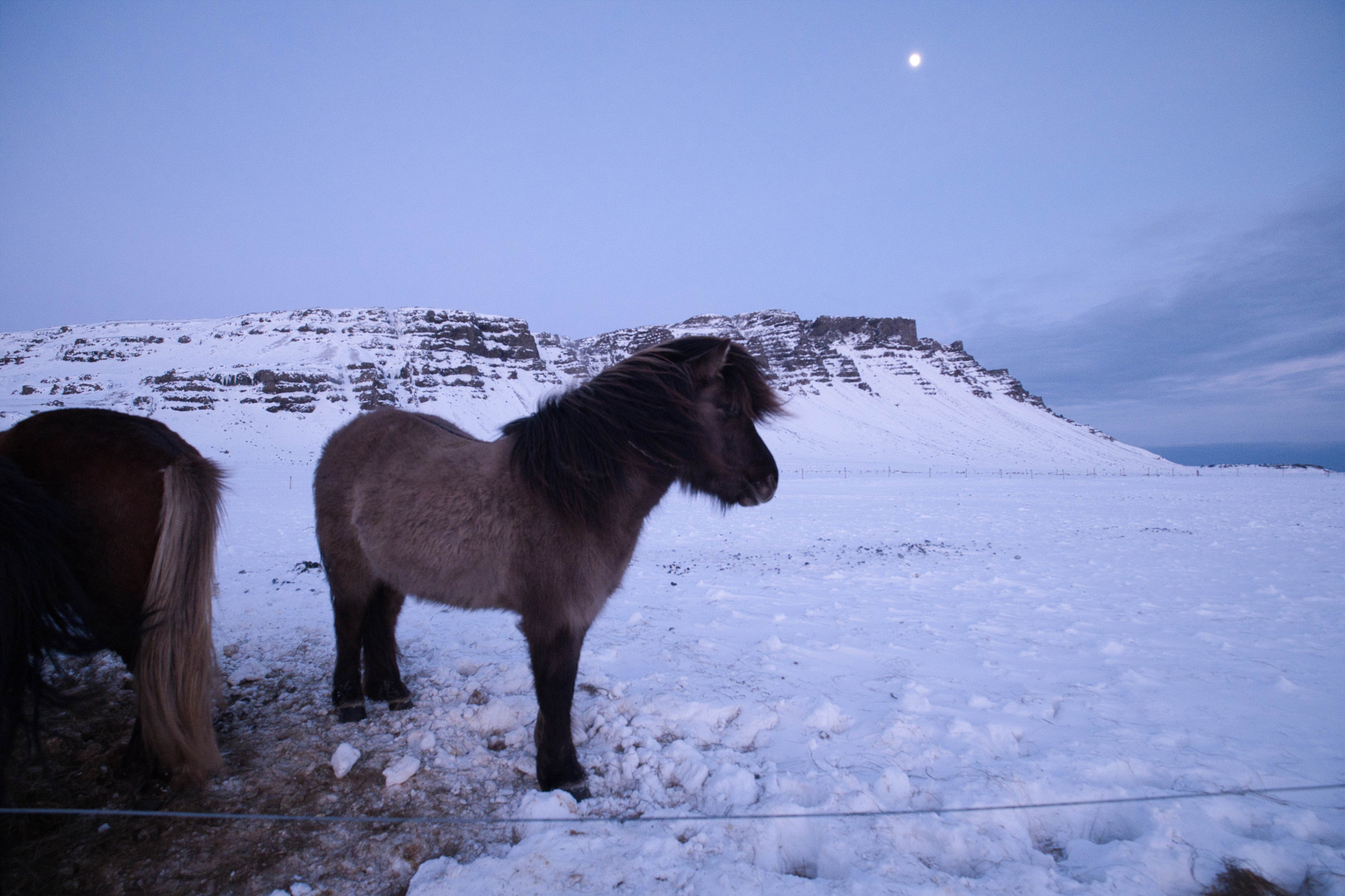 25-de-nombreux-chevaux-islandais